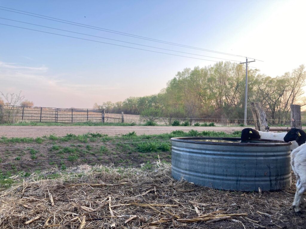 Republic County Rural Living: Peace obtained in beautiful views with dorper sheep