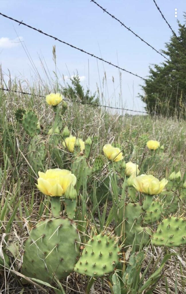 Near Haddam - June 9: Republic County Rural Living: Capturing Cacti